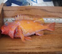 30cm Rosy Rockfish (Sebastes rosaceus)