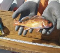 Redstripe Rockfish (Sebastes proriger)