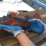Kelp Greenling (Hexagrammos decagrammus) female