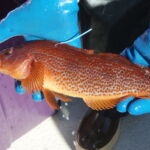 Kelp Greenling (Hexagrammos decagrammus) femae