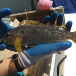 Kelp Greenling (Hexagrammos decagrammus) female