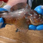 Kelp Greenling (Hexagrammos decagrammus) male, note prominent head spots