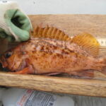 Kelp Rockfish (Sebastes atrovirens)