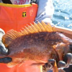 Kelp Rockfish (Sebastes atrovirens)