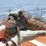 Kelp Greenling (Hexagrammos decagrammus) male