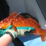 Kelp Greenling (Hexagrammos decagrammus) male