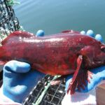 Rock Greenling (Hexagrammos lagocephalus)