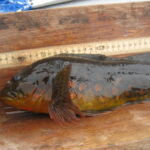 Rock Greenling (Hexagrammos lagocephalus)