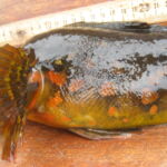 Rock Greenling (Hexagrammos lagocephalus)