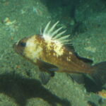 Quillback Rockfish (Sebastes maliger)
Distinguishing features: Long dorsal spines with prominent indentation between each