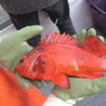 Vermilion Rockfish (Sebastes miniatus)