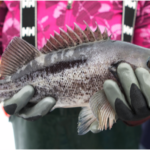 Black Rockfish (Sebastes melanops)
Distinguishing features: large mouth extending past the eye, rounded anal fin