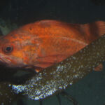 Vermilion Rockfish (Sebastes miniatus) a vermilion rockfish photographed during a submersible survey