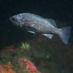 Blue Rockfish (Sebastes mystinus)
Distinguishing features: small mouth that doesn't extend beyond eye, square anal fin A blue rockfish photographed on a submersible survey