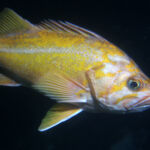 Canary Rockfish (Sebastes pinniger)
Distinguishing features: Lateral line clear grey or white, caudal fin strongly indented canary rockfish photographed on a submersible survey