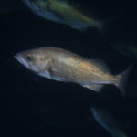 Widow Rockfish (Sebastes entomelas)
Distinguishing features: slim with reduced head spines and sharp snouts widow rockfish photographed on a submersible survey