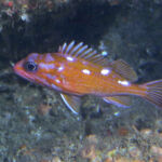 Rosy Rockfish (Sebastes rosaceus) underwater photo of a rosy rockfish taken on a sub survey