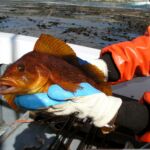 Kelp Greenling (Hexagrammos decagrammus) female female kelp greenling