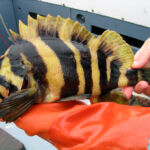 Treefish (Sebastes serriceps)