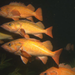 Vermilion Rockfish