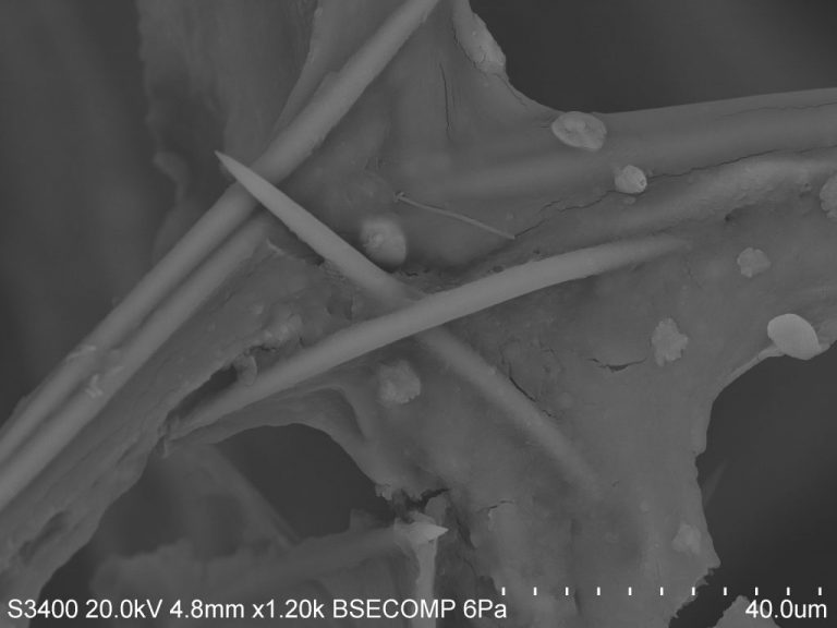 Sponges and Spicules Geological Oceanography Lab