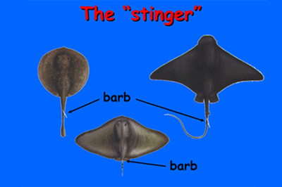 stingray barb stingrays stung stinger geological manta predators