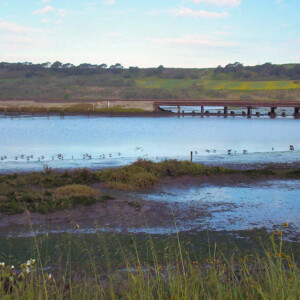 Estuarine Habitat Restoration
