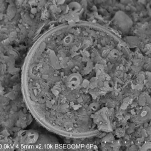 SEM image of biogenic ooze.