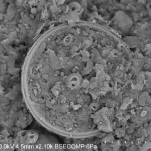 SEM image of biogenic ooze.