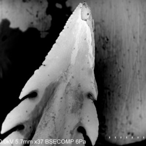 Stingray's Barb