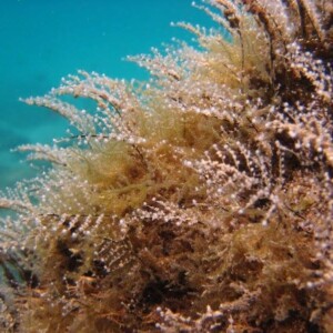 Marine Invertebrates