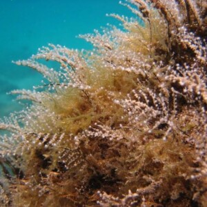 Marine Invertebrates