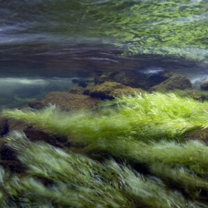 Marine Algae