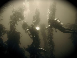 Kelp diving