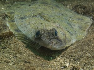 Monkeyface prickleback, the new face of aquaculture?