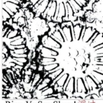 "Rise, ye sea slugs!": a theme from In praise of old Haiku, with many more poems and fine elaboration