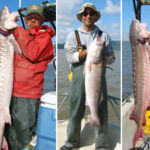 These two white sturgeon and striped bass were caught in San Francisco Bay during the 2006 Regional Monitoring Program's (RMP) fish contaminant survey. These two white sturgeon and striped bass were caught in San Francisco Bay during the 2006 Regional Monitoring Program's (RMP) fish contaminant survey.