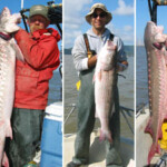 These two white sturgeon and striped bass were caught in San Francisco Bay during the 2006 Regional Monitoring Program's (RMP) fish contaminant survey. These two white sturgeon and striped bass were caught in San Francisco Bay during the 2006 Regional Monitoring Program's (RMP) fish contaminant survey.