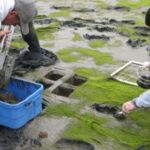 Sediment sampling for chemistry using clean hands-dirty hands technique and taking sediment cores for benthic infauna samples Sediment sampling for chemistry using clean hands-dirty hands technique and taking sediment cores for benthic infauna samples
