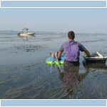 The tide fills in fast in Humboldt Bay and Marco had to walk in the water back to the boat. We had to deal with many sites in this manner. The tide fills in fast in Humboldt Bay and Marco had to walk in the water back to the boat. We had to deal with many sites in this manner.