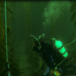 Steven Cunningham setting up sensors in a kelp forest