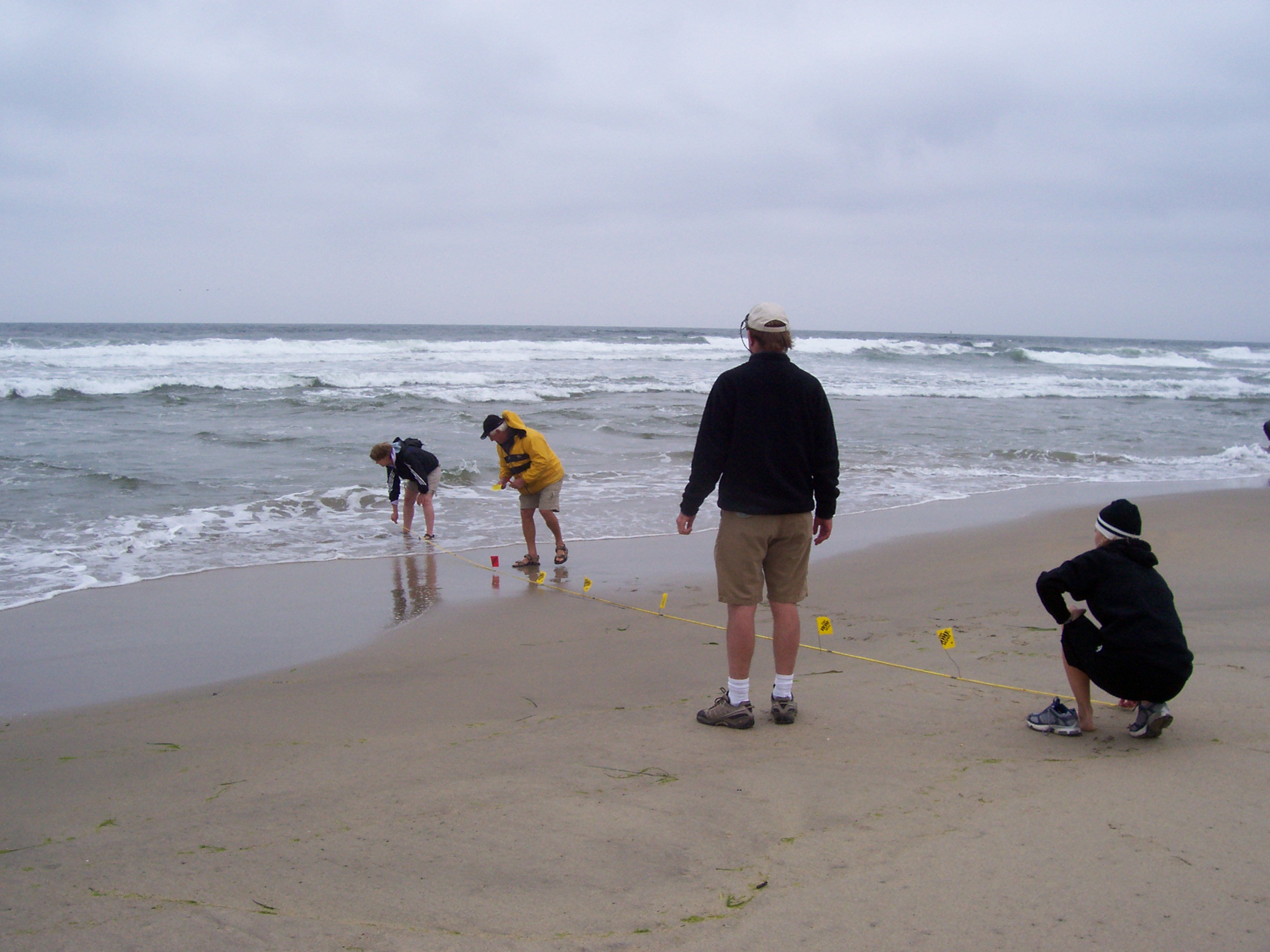 Braving the surf to sample sandcrabs