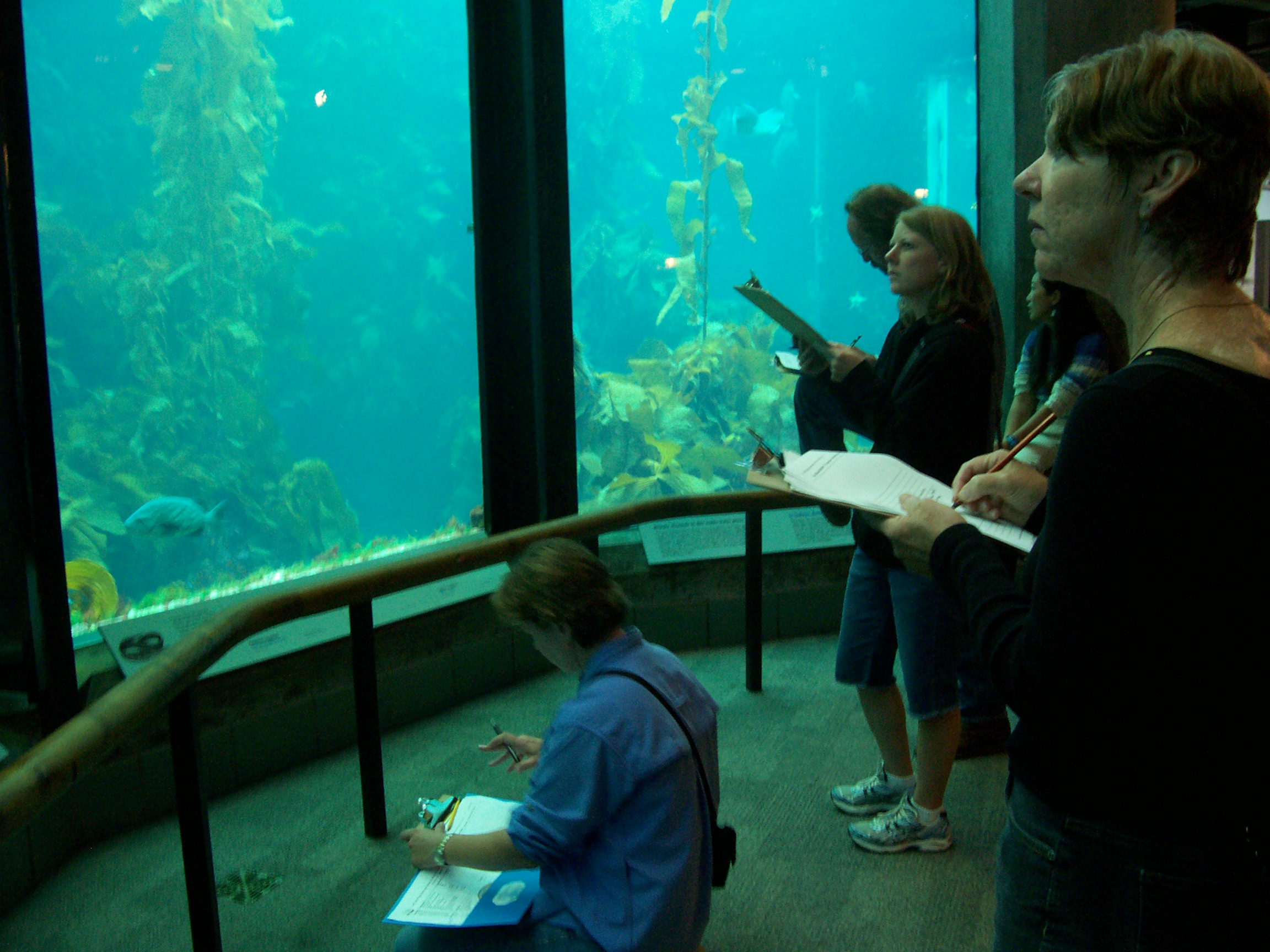 Observing and sketching sharks at the Monterey Bay Aquarium