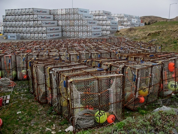 Crab pots (Photo by NMJ)