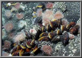 mussels, barnacles, and colorful anemones, Lau Basin. (Photo taken by ROV Jason II, Dr. Charles Fisher, Chief Scientist)