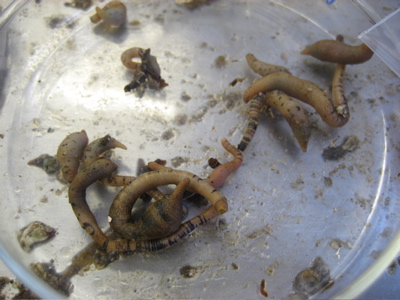 Peanut worms turning themselves inside out