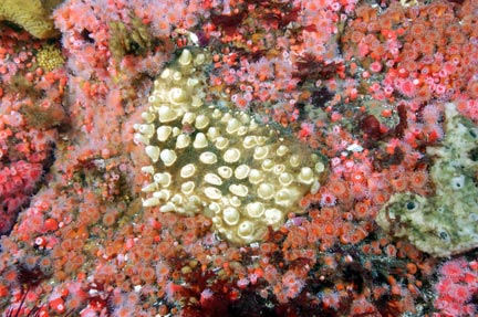 This is what a sea sponge looks like!