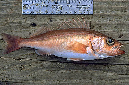 Chilipepper rockfish (Sebastes goodei), from Fishbase.org