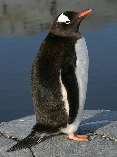 Gentoo penguin (Wikipedia)