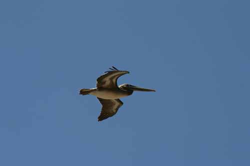 Brown Pelican